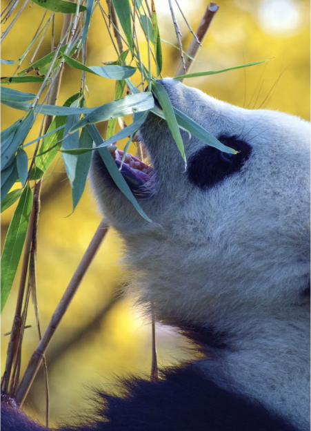 A panda bear contentedly munching on fresh bamboo leaves in a lush green environment.